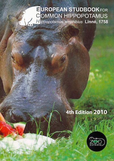 Common hippopotamus