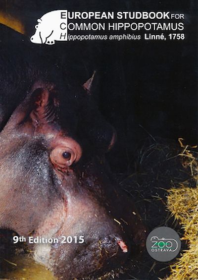 Common hippopotamus