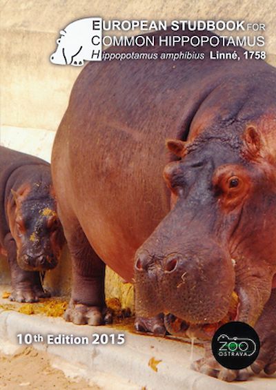 Common hippopotamus
