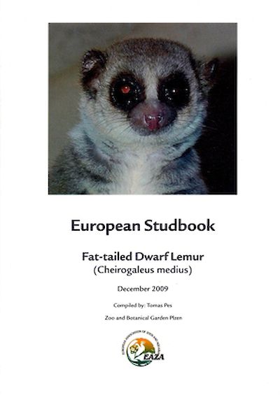 Fat-tailed dwarf lemur