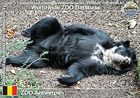 00361 (01)  ZOO Antwerpen