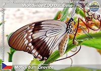 00108 (01)  Motýlí dům Žírovice
