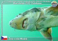 00201 (01)  Živá voda Modrá