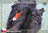 00280 (01)  Minizoo Favory
