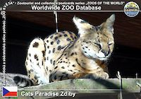 00337 (01)  Cats Paradise Zdiby