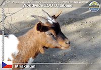 00615 (01)  Mirakulum