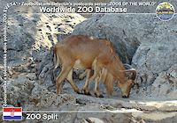 00313 (01)  ZOO Split