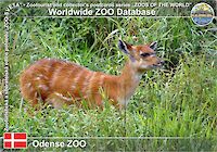 00733 (01)  Odense ZOO