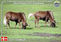 00773 (01)  ZOO Givskud