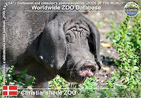 01016 (01)  Christianshede ZOO