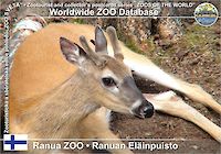 00713 (01)  Ranua ZOO