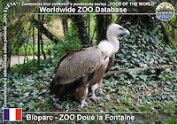 00128 (01)  Bioparc - ZOO Doué la Fontaine