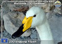 00592 (01)  ZOO Shqiponja Prizren
