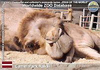 00694 (01)  Camel Park Rakši