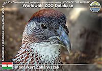 00629 (01)  Madárkert Zákányszék