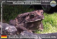 00230 (01)  Vivarium des Senckenberg Museums für Naturkunde Görlitz