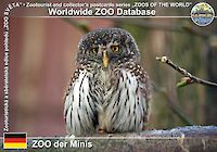 00353 (01)  ZOO der Minis
