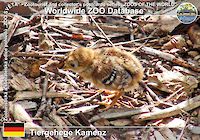 00360 (01)  Tiergehege Kamenz