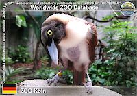 00400 (01)  ZOO Köln