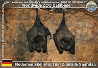 01046 (01)  Fledermauskeller auf der Zitadelle Spandau