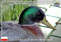 00080 (01)  ZOO w Arboretum Bramy Morawskiej