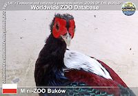 00233 (01)  Mini-ZOO Buków