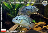 00348 (01)  Palmiarnia Poznań