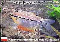 00416 (01)  † Aquarium i Muzeum Przyrodnicze w Krakowie