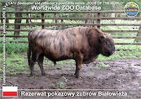 00642 (01)  Rezerwat pokazowy żubrów Białowieża