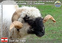 00791 (01)  Dorf der Tiere