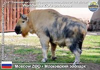00033 (01)  Moscow ZOO