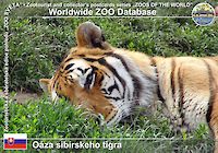 00282 (01)  Oáza sibírskeho tigra