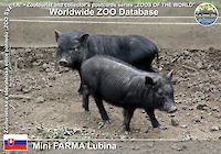 00344 (01)  Mini FARMA Lubina