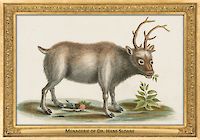 0029-018-01  Menagerie of Dr. Hans Sloane
