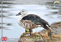 00437 (01)  WWT London Wetland Centre