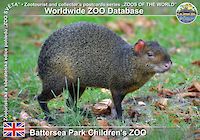 00493 (01)  Battersea Park Children's ZOO