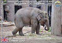 00653 (01)  Chester ZOO